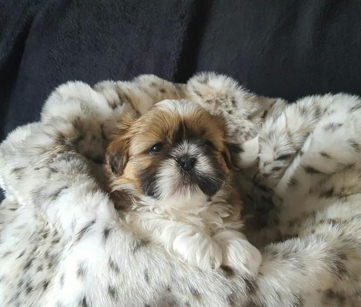 Cuccioli Shihtzu taglia piccola