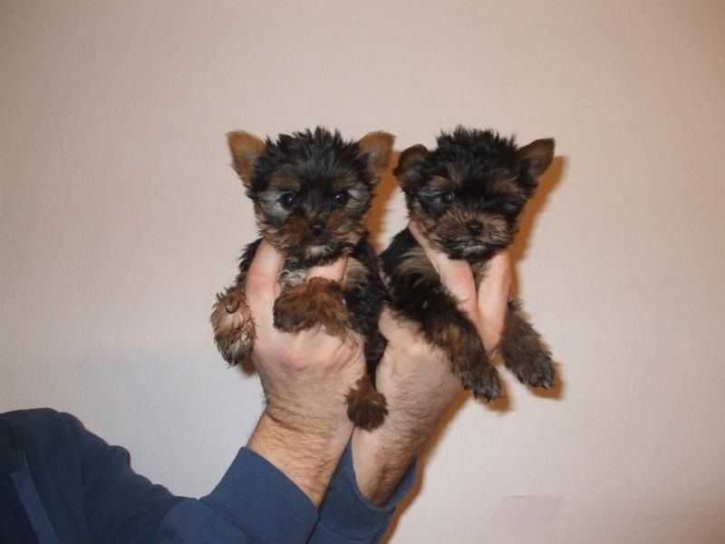 Regalo meravigliosi yorkshire terrier toy