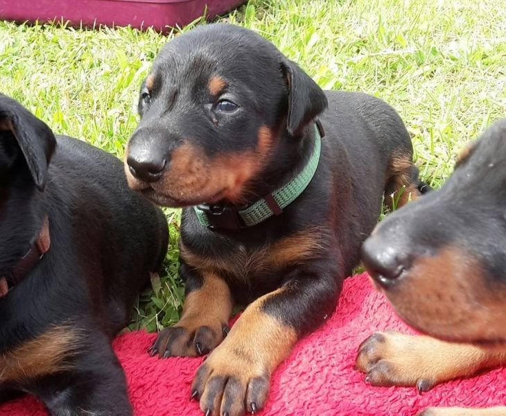  cuccioli di doberman  ( per regalo )