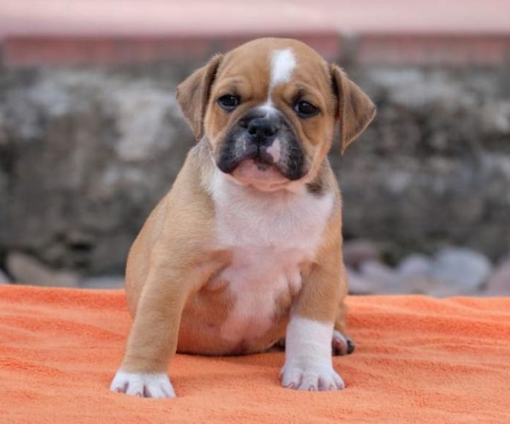   cuccioli di bulldog inglise  per adozione ( regalo  )