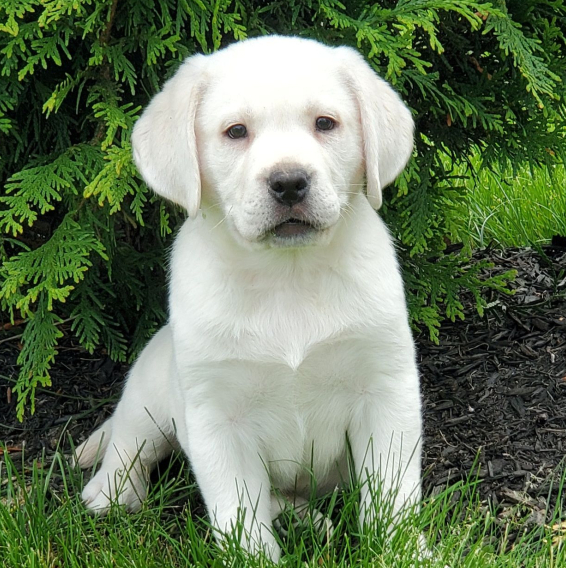 Regarlo Labrador Retriever cuccioli EMAIL (canine.boutique.pro@gmail.com)