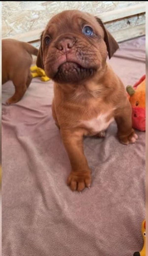 Regalo Cuccioli di dogue de bordeaux