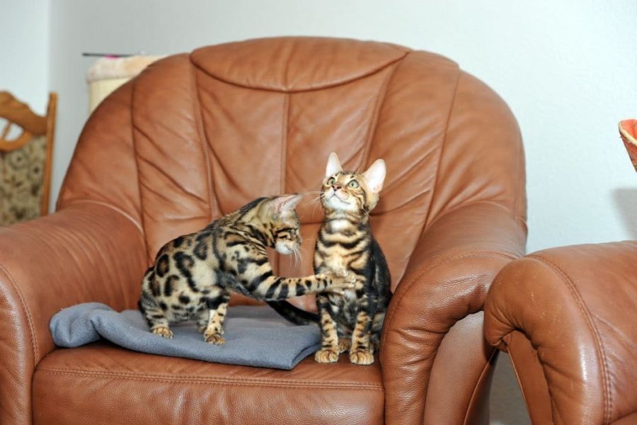 Dos gatitos T.I.C.A Bengala