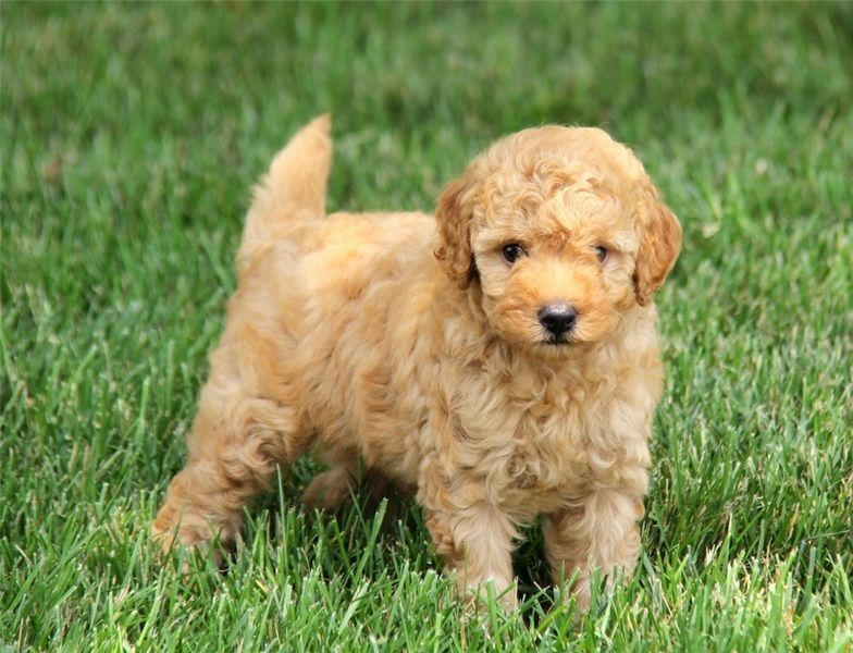 REGALO barboncino cuccioli