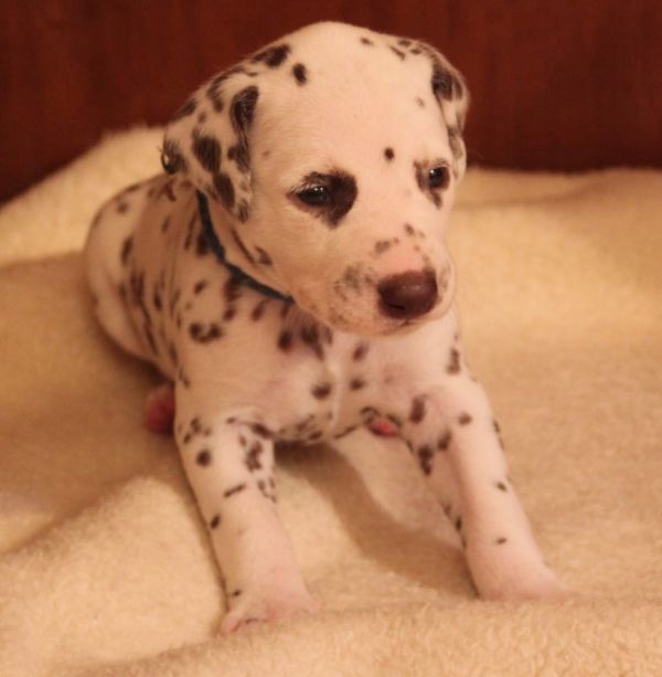  cuccioli di dalmata per adozione ( per regalo )