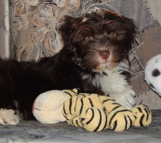 Regalo ALLEVAMENTO Havanese