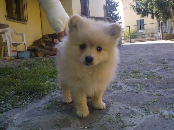 Spitz nano
