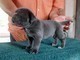 Cuccioli di mastino napoletano