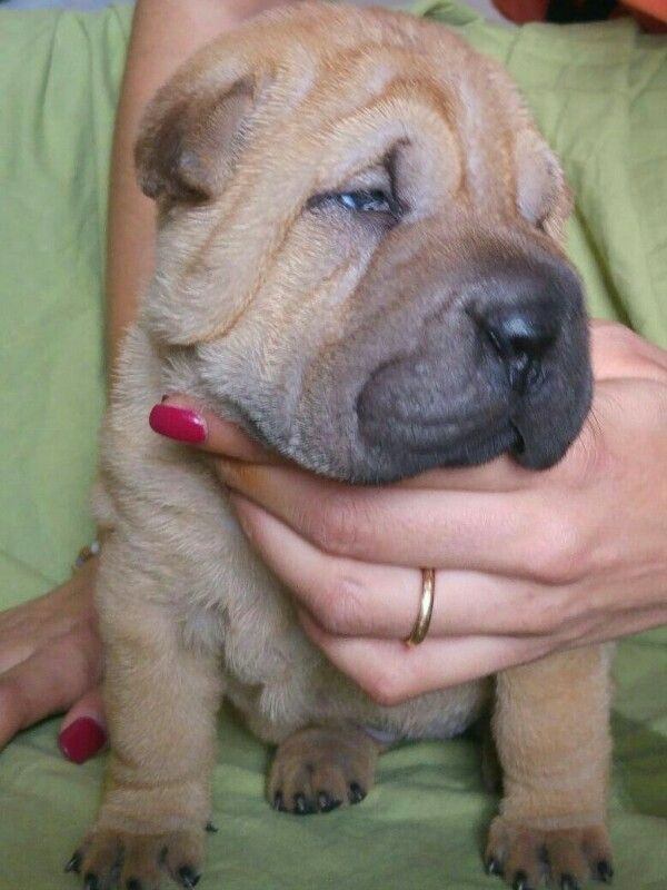 Cucciolo shar pei