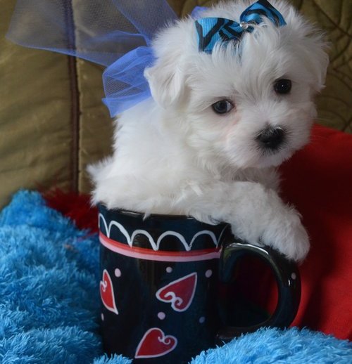  regalo cuccioli di Micro maltese disponibili per l'adozione