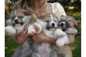 Akita inu cuccioli