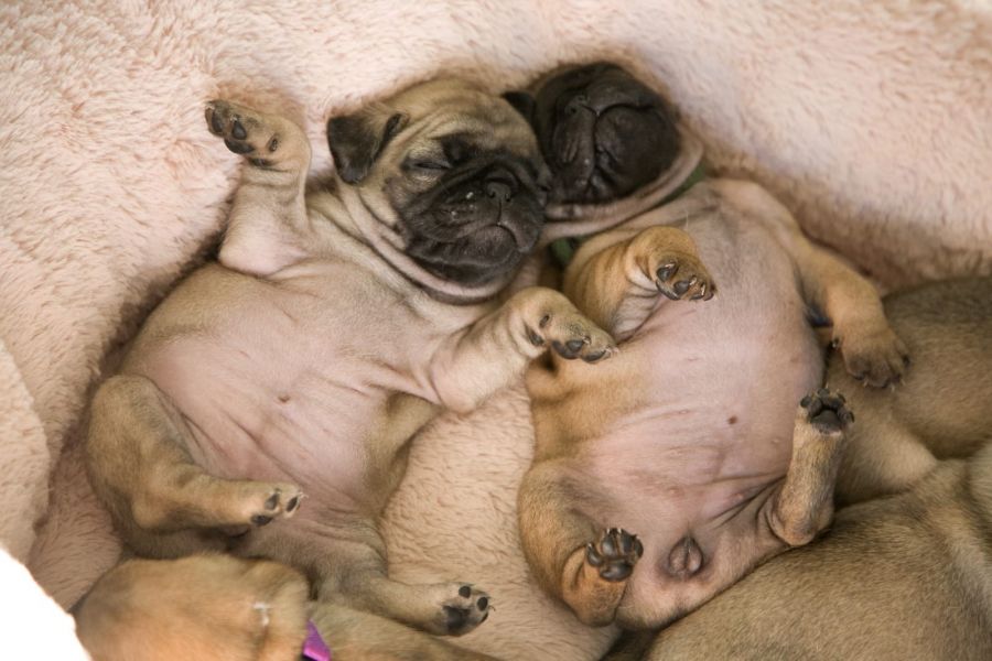  cuccioli di carlino  ( per regalo )