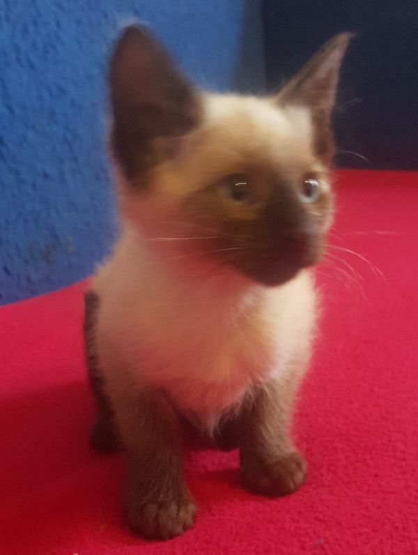  regalo siamese gattini  disponibili per l'adozione