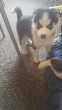 Regalo Cuccioli Siberian Husky 