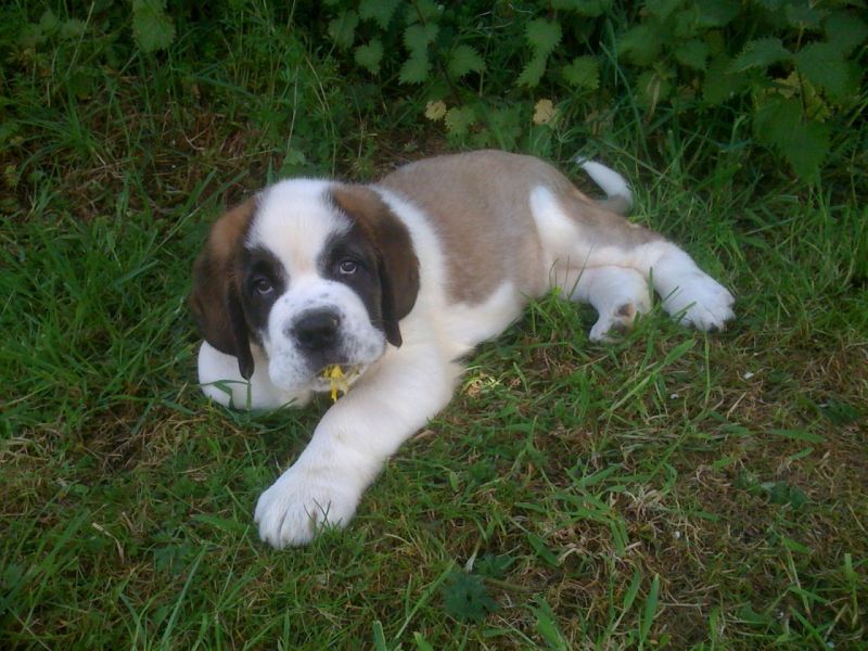Regalo Cuccioli di San Bernardo  in pronta consegna i cuccioli verranno Dato dopo 90 giorni dalla na