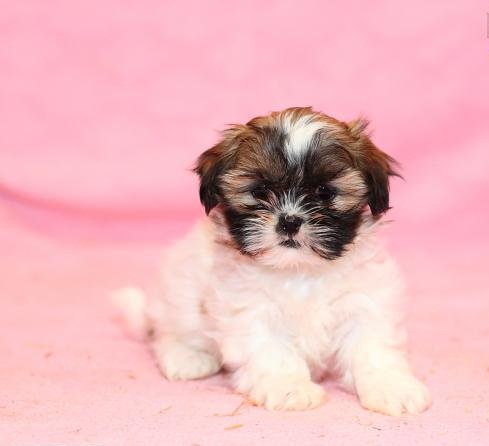 REGALO Cuccioli Shih Tzu