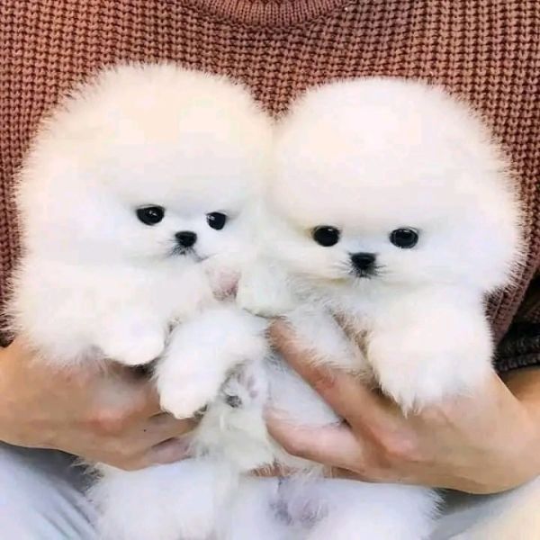 Vendo cuccioli di Pomerania maschio e femmina Teacup