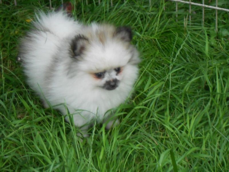   regalo cuccioli di volpino pomerania disponibili per l'adozione