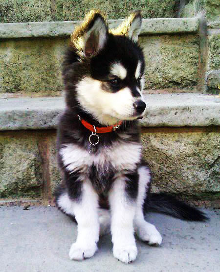 SIBERIAN HUSKY  maschi e femmine disponibili 