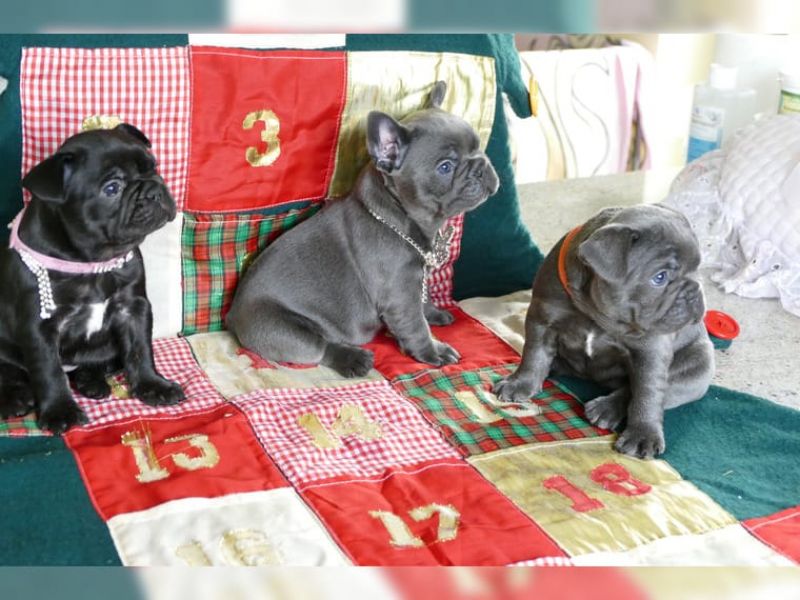 Splendidi cuccioli di bulldog francese disponibili