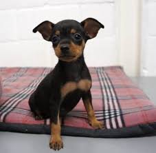 Adorali cuccioli di PINSCHER DOBERMAN femminucce e maschietti disponibili per l'adozione 