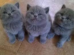 Bellissimi cuccioli di British Shorthair (regalo)