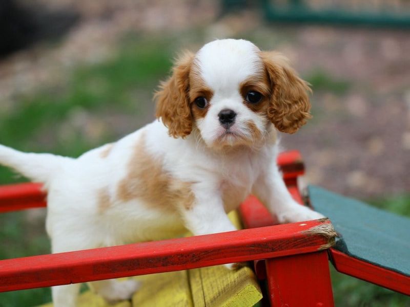 Cuccioli di cavalier king  per adozione ( maschio e femmina )