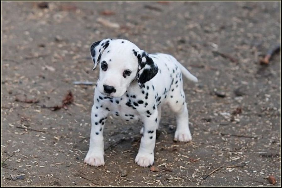 Cuccioli di dalmata femminucce e maschietti disponibili per l'adozione