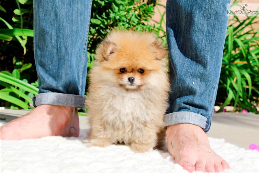  regalo cuccioli di volpino pomerania disponibili per l'adozione