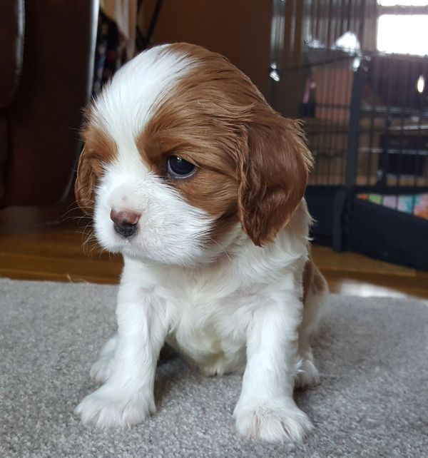 Cuccioli di cavalier king disponibili