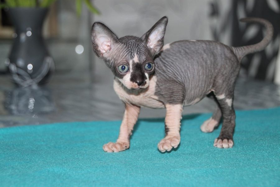 Gattini di Sphynx   ( per regalo )