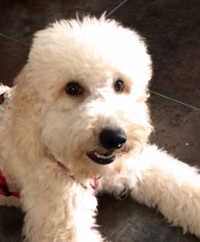 Cuccioli barboncino