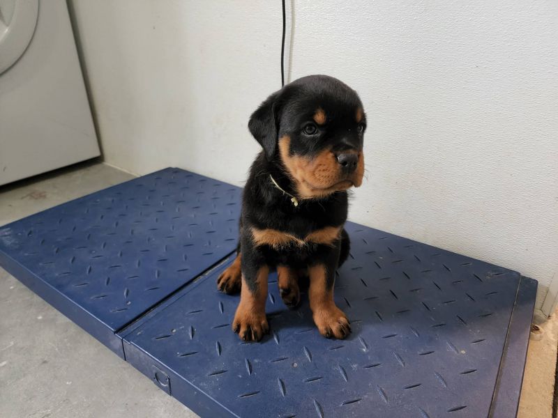  Regalo Splendidi cuccioli di Rottweiler