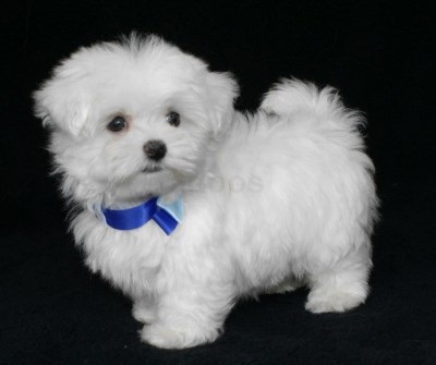 In adozione cucciolata di maltese toy