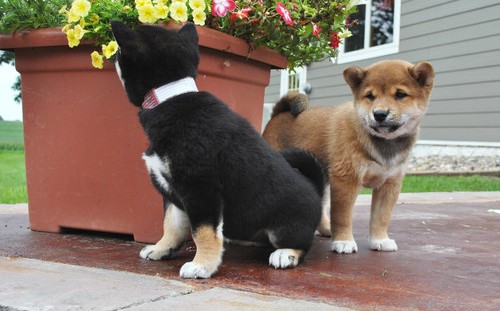 REGALO due cuccioli di Shiba Inu per l'adozione