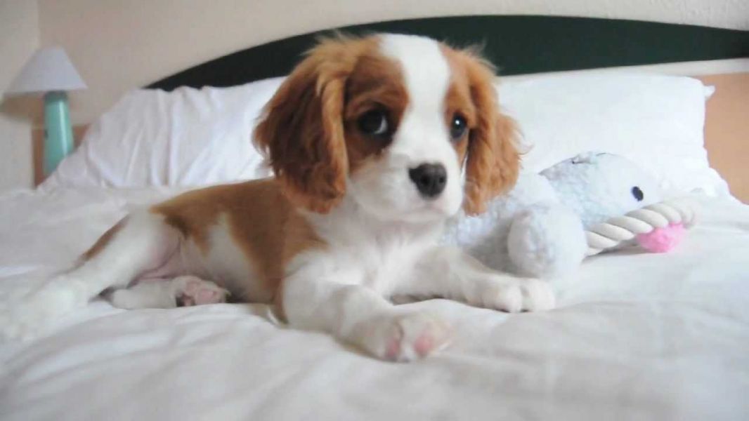 Adorali cuccioli di cavalier king femminucce e maschietti disponibili per l'adozione