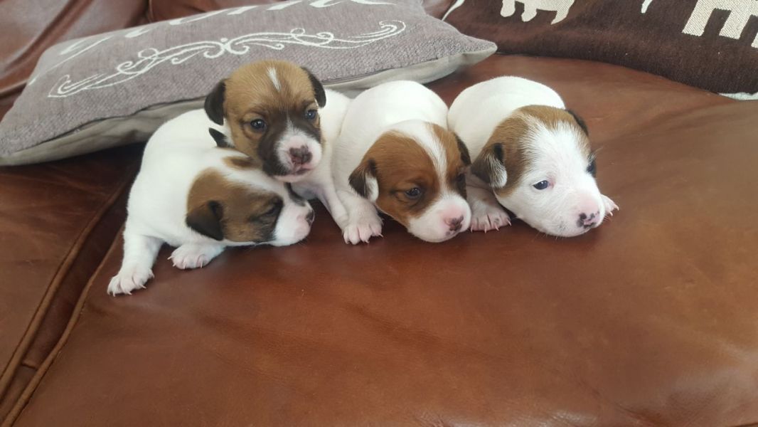  Regalo Jack Russell Terrier Cucciola di Jack Russell Terrier di 3 mesi e mezzo genitori visibili, c