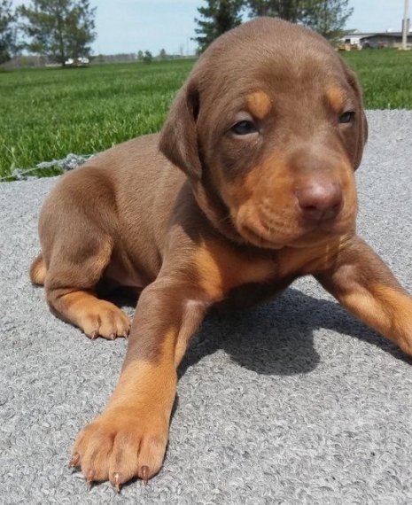Regalo adorabili cuccioli Dobermann