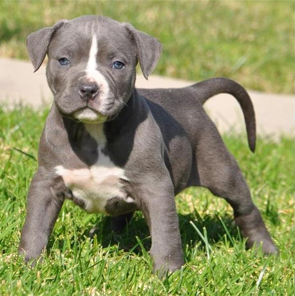 REGALO Bellissimi maschi e femmine PITBULL cuccioli