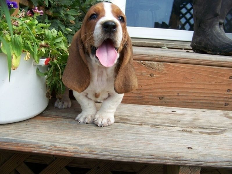 Regalo BELLISSIMI CUCCIOLI DI Basset Hound