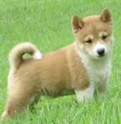 Adorabili cuccioli di shiba inu femminucce e maschietti disponibili per l'adozione cuccioli sono vac