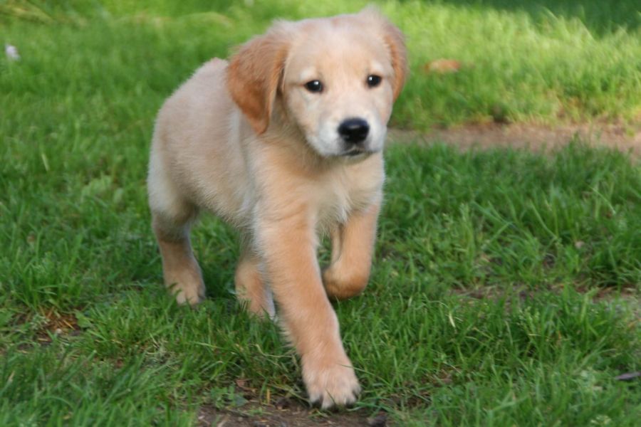 Cuccioli di golden retriever  per adozione ( maschio e femmina )