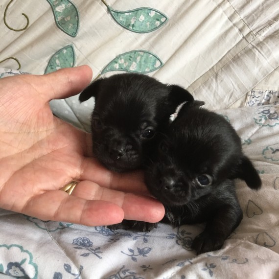 Regalo cuccioli di chihuahua Mini toy
