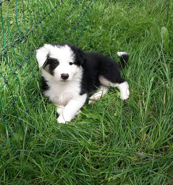 Regalo cuccioli di border collie cuccioli disponibili per l'adozione