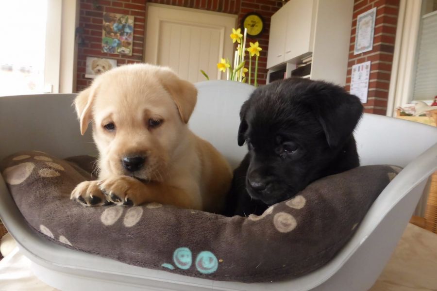   cuccioli di labrador  ( per regalo )