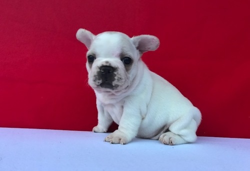 Sani maschio e femmina cuccioli di bulldog francese per adozione 