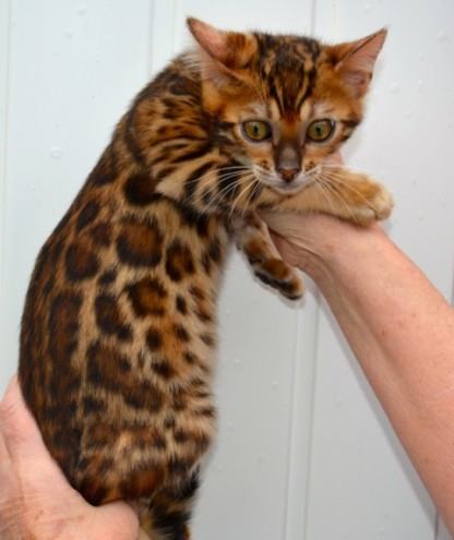 Bellissimo gattino bengala