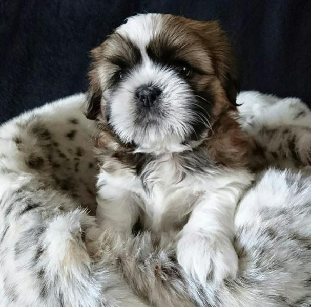 Cuccioli Shihtzu taglia piccola
