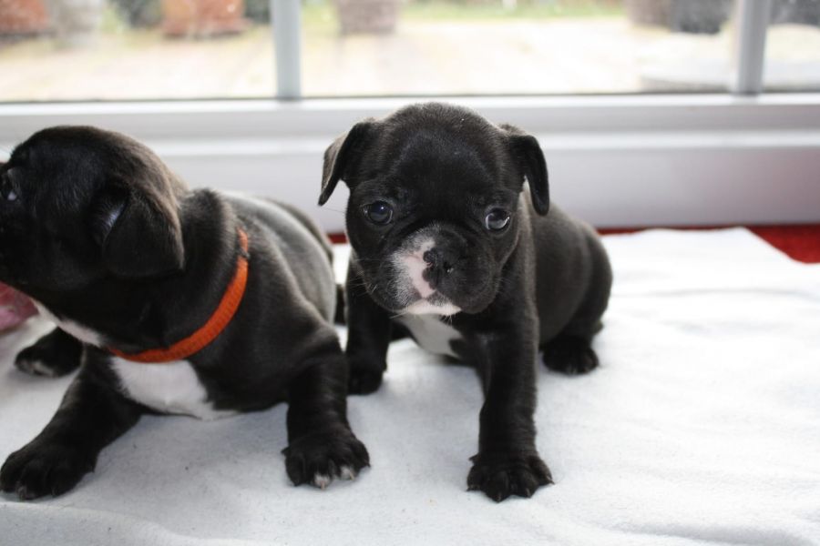 Cuccioli di razza bulldog francese per adozione 