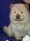 Disponibilit� di bellissimi cuccioli di Chow Chow.